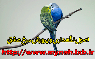 دانلود کتاب اصول نگهداری و پرورش مرغ عشق    www.mynah.lxb.ir